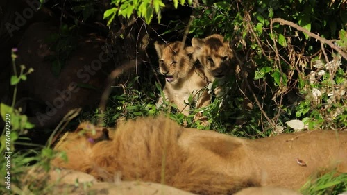 Lion cubs hiding in the shade in the Masai Mara Kenya