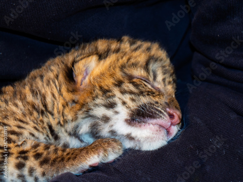 North Chinese leopard baby