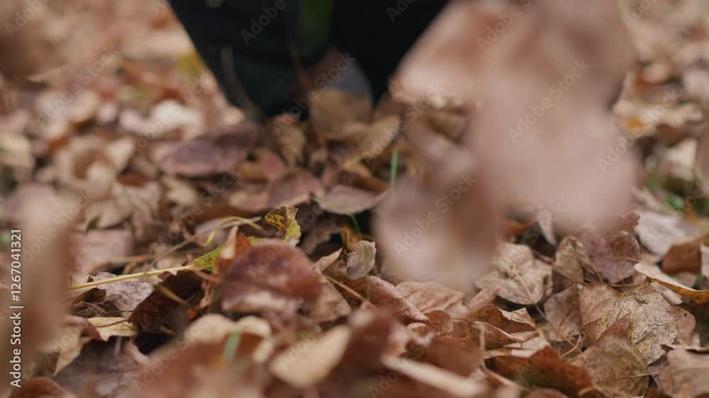 Close-up of young boy gathering autumn leaves throwing it up, focusing on hands with scattered leaves in background creating a colorful autumnal setting