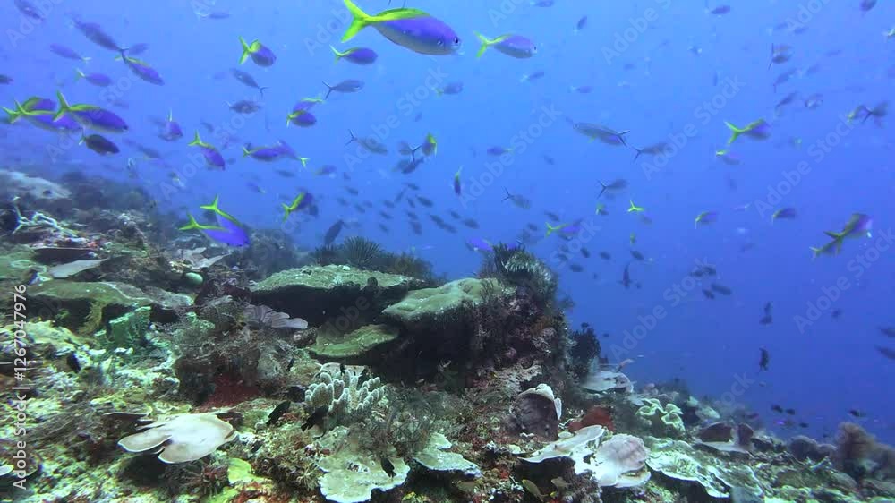 A colorful school of reef fish glides over a thriving coral reef in Raja Ampat, Indonesia, showcasing the region’s rich marine biodiversity and crystal-clear waters A colorful school of reef fish glides over a thriving coral reef in Raja Ampat, Indonesia, showcasing the region’s rich marine biodiversity and crystal-clear waters