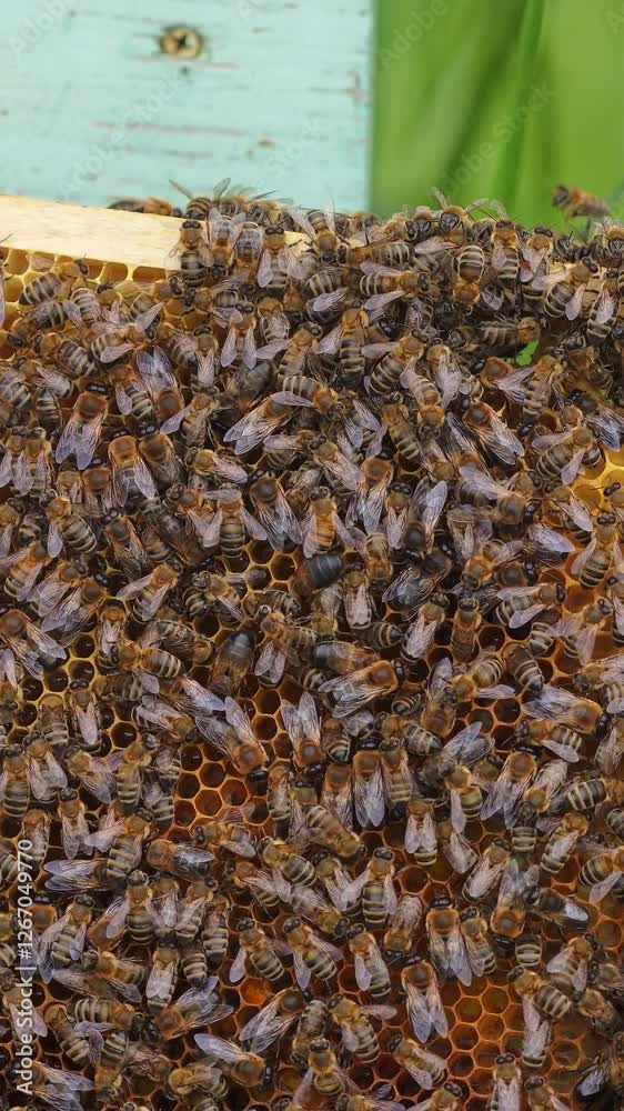 Bee family working on a wooden frame. Honey bees crawl on frame with honeycombs. Beekeeping process. Close-up. Vertical video Bee family working on a wooden frame. Honey bees crawl on frame with honeycombs. Beekeeping process. Close-up. Vertical video