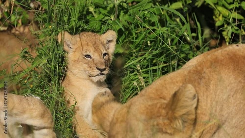 Lion cubs enjoying the sunshine in the Masai Mara 