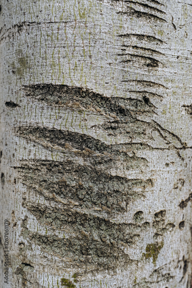 Tree bark texture. Old Trunk pattern. Rough wooden skin closeup. Dry log material cracked surface.