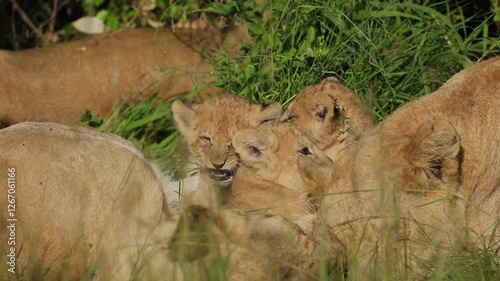 Lion cubs cuddled together in the Masai Mara