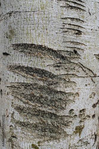 Obraz na płótnie Tree bark texture. Old Trunk pattern. Rough wooden skin closeup. Dry log material cracked surface. w salonie