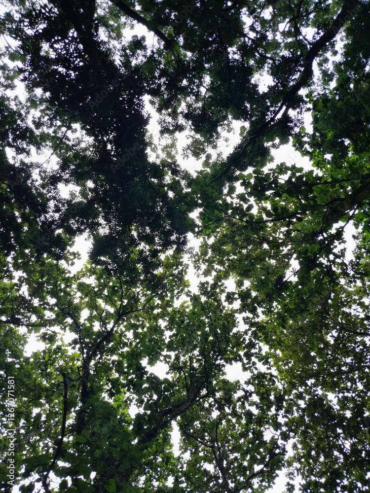 Looking Up at Green Tree Canopy with Sunlight Filtering Through Looking Up at Green Tree Canopy with Sunlight Filtering Through