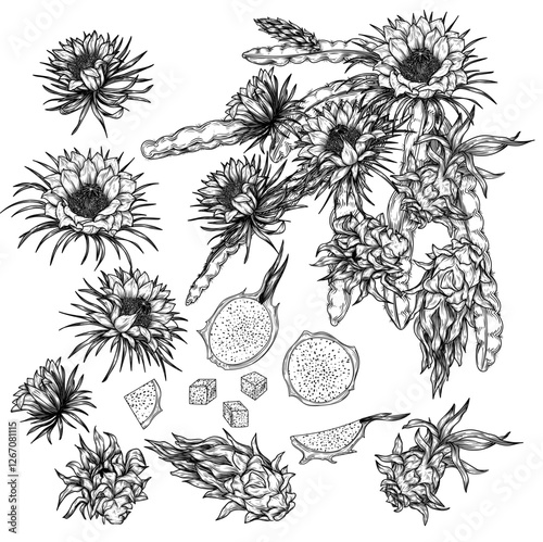 Vector set with a branch with pitahaya fruit, a piece, a half of a fruit. Grocery store brochure. Fresh farm fruits. Organic farming. Nutrition banner, healthy eating