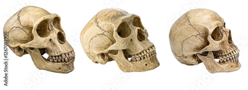 Ancient Human Skull Orthographic View Showing Side, Front, and Back Perspectives