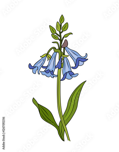 Bluebells wild flowers vector colorful illustration. Botanical colored outline drawing, clipart. Isolated on transparent background.