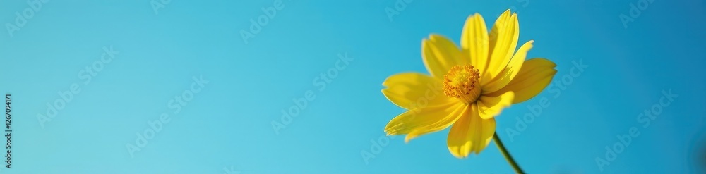 Single bright yellow flower against a clear blue sky at dusk, Tropical, Clear Blue Single bright yellow flower against a clear blue sky at dusk, Tropical, Clear Blue