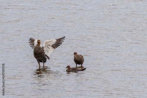 Telephoto of a group of Upland Geese -Chloephaga picta- standing in a pond near Punta Arenas Chile. photo