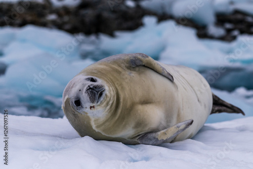 Close-up of a crabeater seal -Lobodon carcinophaga- resting on a small iceberg near the fish islands on the Antarctic peninsula photo