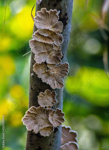 Splitgill Mushroom: Characteristics, Habitat, and Uses photo