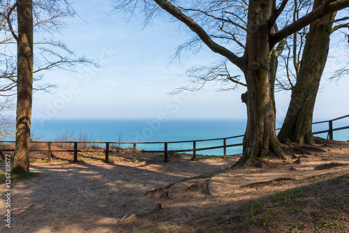 Scenic Trees on a Cliff Overlooking the Baltic Sea in Jastrzębia Góra