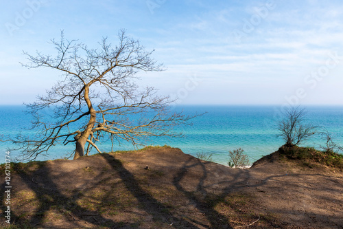 Solitary Tree on a Cliff Overlooking the Sea in Jastrzębia Góra