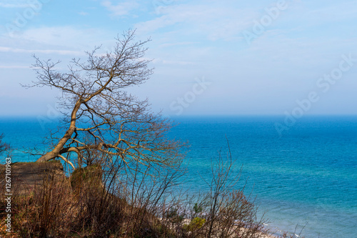 Windswept Tree on a Cliff Overlooking the Blue Sea in Jastrzębia Góra