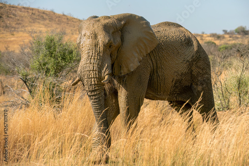 African Elephant ( Loxodonta Africana ) Pilanesberg Nature Reserve, South Africa