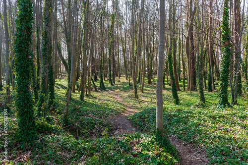 Lush Green Forest with Ivy-Covered Trees and a Narrow Footpath in Jastrzębia Góra