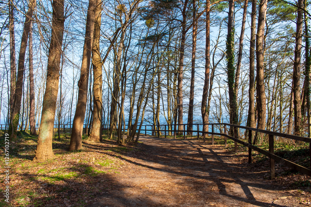 Forest Path with Wooden Fence Overlooking the Sea in Jastrzębia Góra Forest Path with Wooden Fence Overlooking the Sea in Jastrzębia Góra