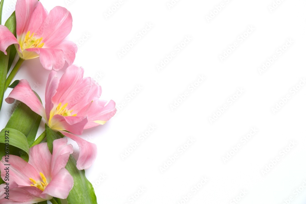 Obraz premium Beautiful fresh tulips on white background