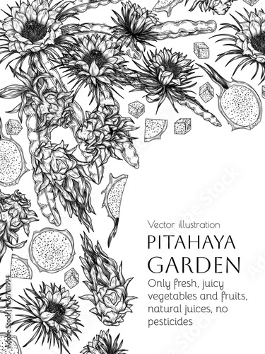 Vector border with pitahaya and slice, piece, half of fruit in engraving style. Grocery store brochure. Fresh farm fruits. Organic farming. Nutrition banner, healthy eating