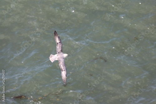 Northern fulmar in flight on the Heligoland cliffs photo