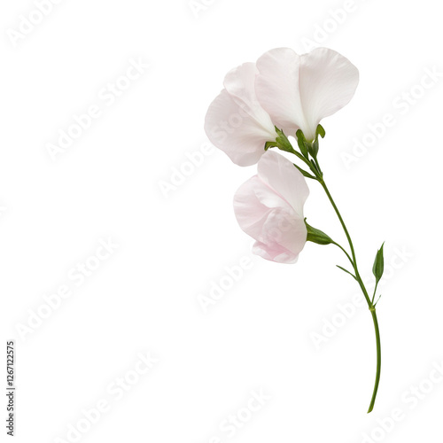 A single flower with a stem and a leaf. The flower is white and is the only one in the image