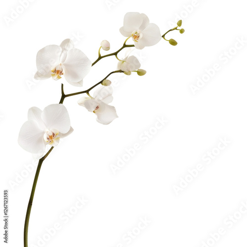 A single white orchid flower is the main focus of the image. The flower is standing upright and is the only visible part of the plant. The image has a serene and calming mood