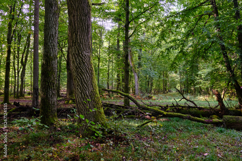 Summertime deciduous forest with broken old trees