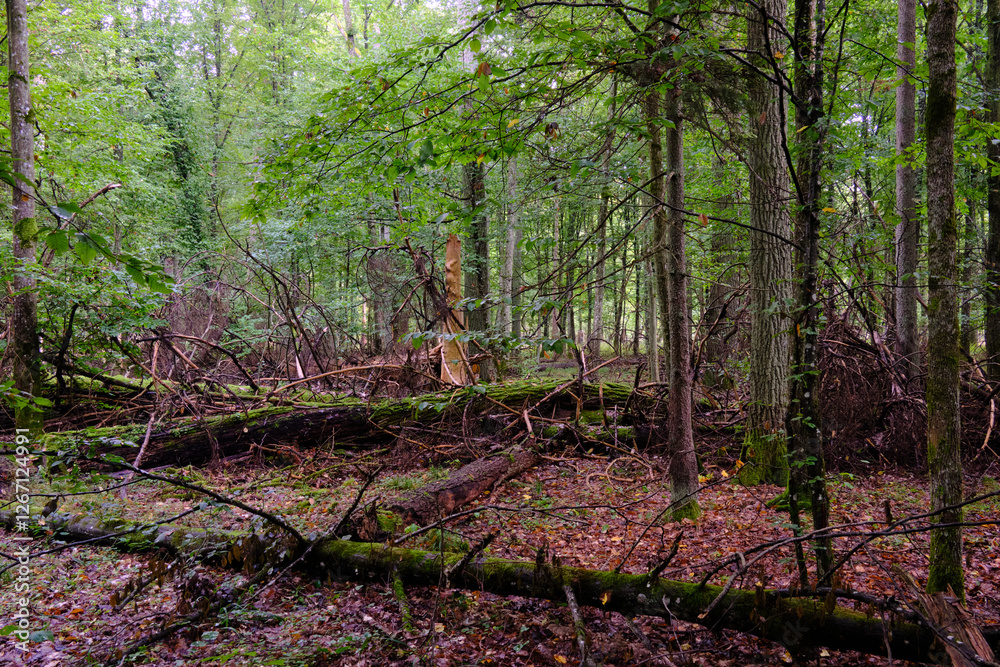 Summertime deciduous forest with broken old trees