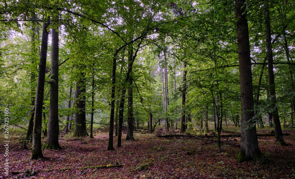 Summertime deciduous forest with broken old trees