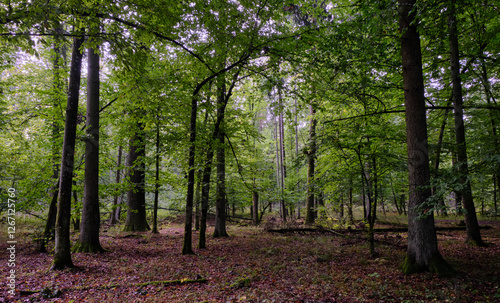 Obraz na płótnie Summertime deciduous forest with broken old trees w salonie