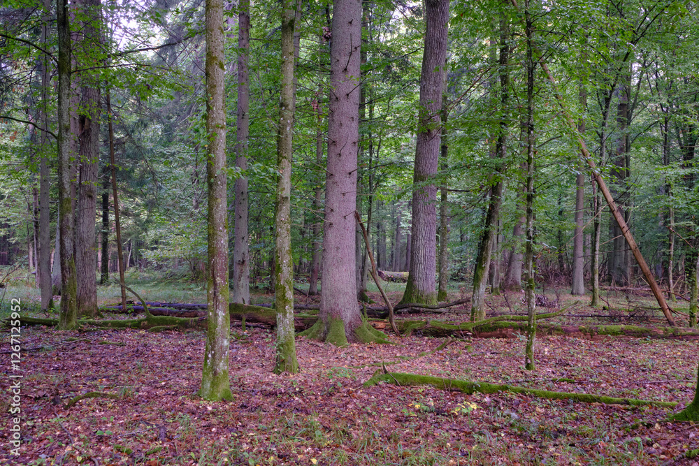 Summertime deciduous forest with broken old trees