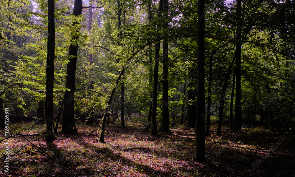 Summertime deciduous forest with broken old trees