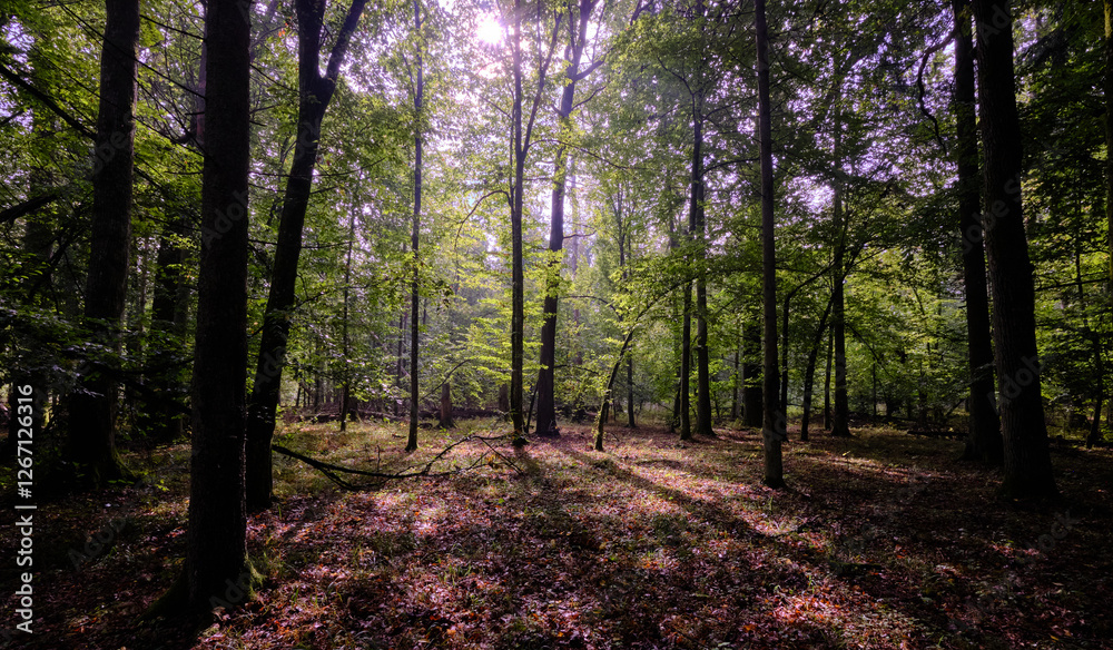 Summertime deciduous forest with broken old trees