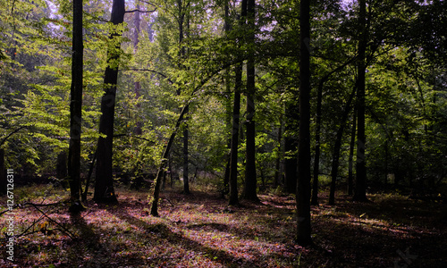 Obraz na płótnie Summertime deciduous forest with broken old trees w salonie