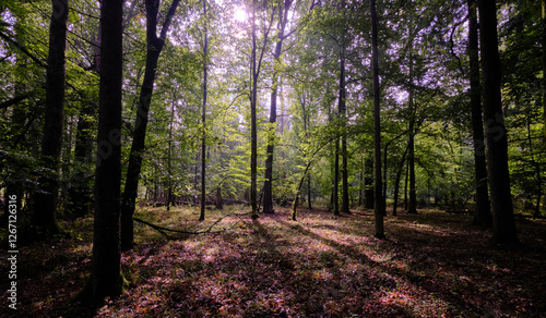 Obraz na płótnie Summertime deciduous forest with broken old trees w salonie