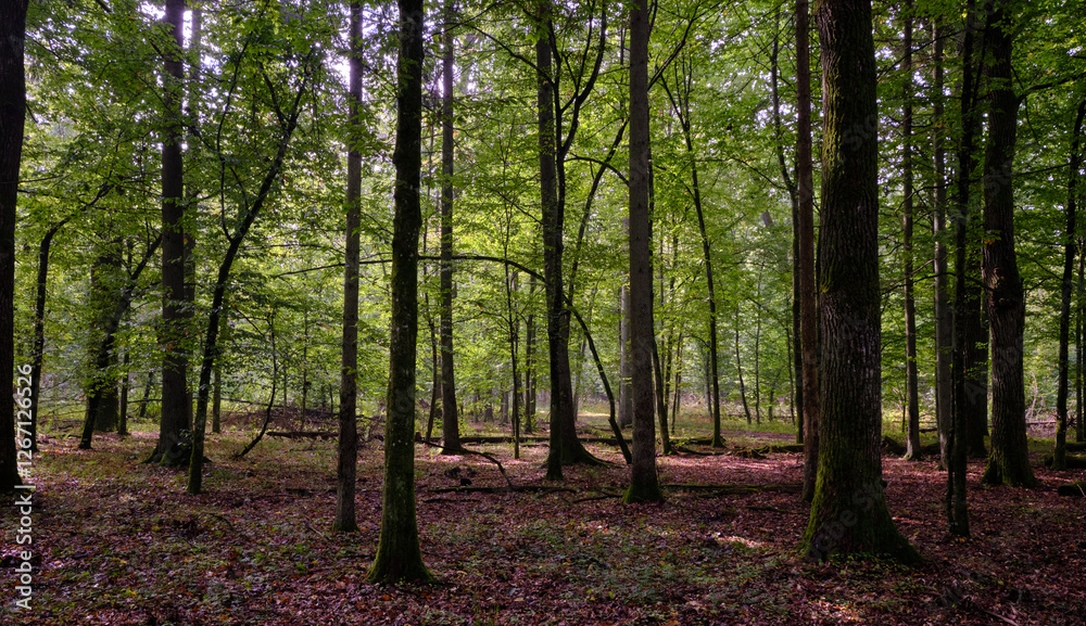Summertime deciduous forest with broken old trees