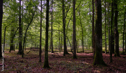 Obraz na płótnie Summertime deciduous forest with broken old trees w salonie