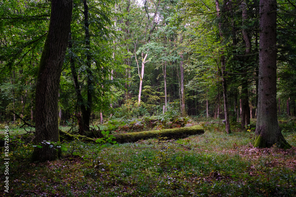 Summertime deciduous forest with broken old trees Summertime deciduous forest with broken old trees