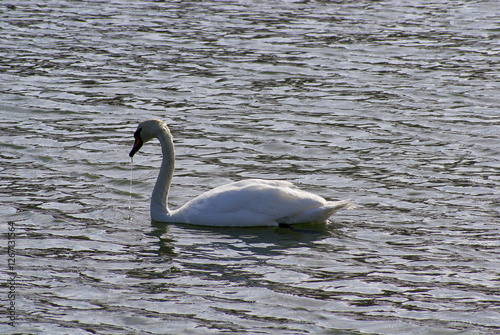 Southern Urals, mute swan (Cygnus olor) on the lake in spring.