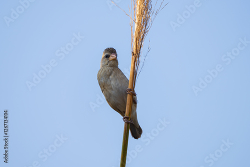 Baya Weaver (Ploceus philippinus) in the paddy field. The Baya Weaver is a social bird with yellow plumage and intricate nest-weaving skills, found in grasslands, fields, and wetlands. photo