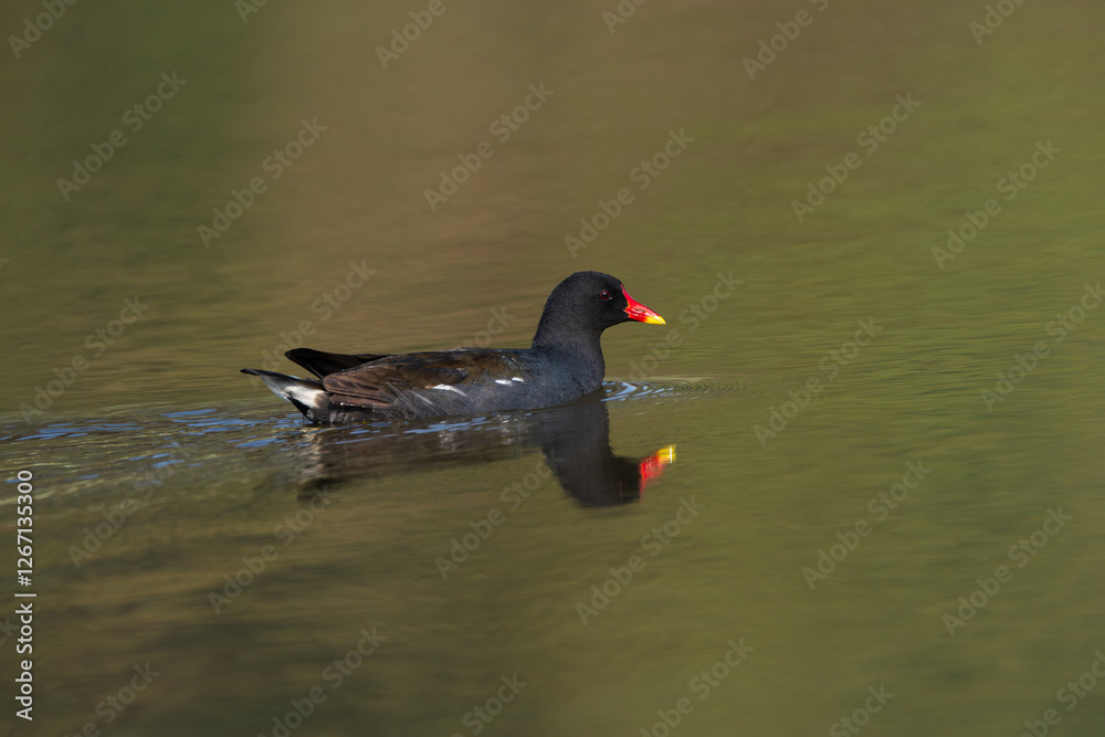 Eurasian Moorhen (Gallinula chloropus) in the lake. The Eurasian Moorhen is a waterbird with a red beak and legs, inhabiting wetlands across Europe, Asia, and North Africa. Eurasian Moorhen (Gallinula chloropus) in the lake. The Eurasian Moorhen is a waterbird with a red beak and legs, inhabiting wetlands across Europe, Asia, and North Africa.