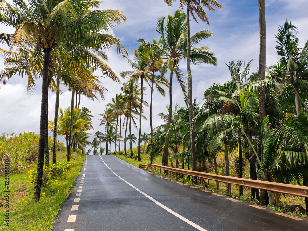 Scenic coastal paradise road: palm trees line empty highway. Tropical island road with swaying palms Scenic coastal paradise road: palm trees line empty highway. Tropical island road with swaying palms