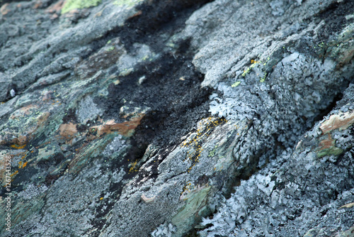 lichen on rock