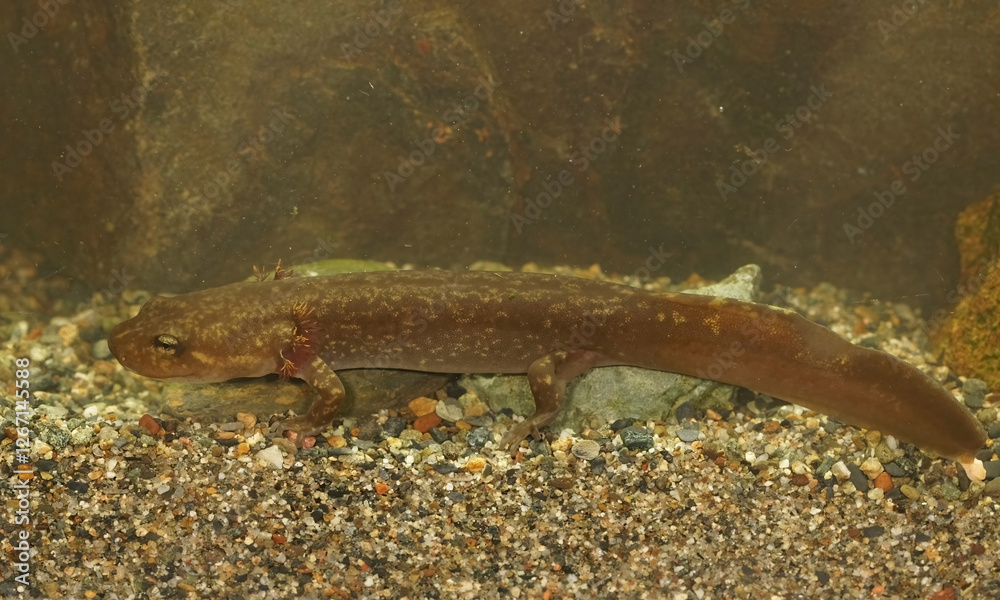 Closeup on a gilled larvae of the Coastal giant salamander, Dicamptodon tenebrosus in Oregon Closeup on a gilled larvae of the Coastal giant salamander, Dicamptodon tenebrosus in Oregon
