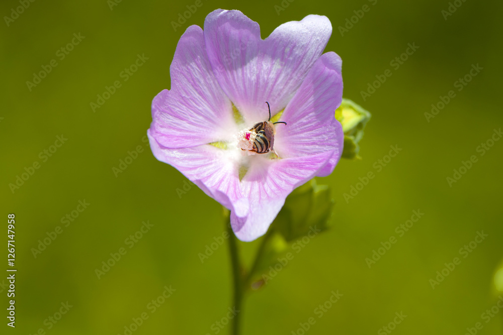 bee sits in a delicate pink flower on a green background. Altea medicinal, Althaea officinalis. beautiful pink meadow flower. Purple mallow, little bee, insect close-up bee sits in a delicate pink flower on a green background. Altea medicinal, Althaea officinalis. beautiful pink meadow flower. Purple mallow, little bee, insect close-up