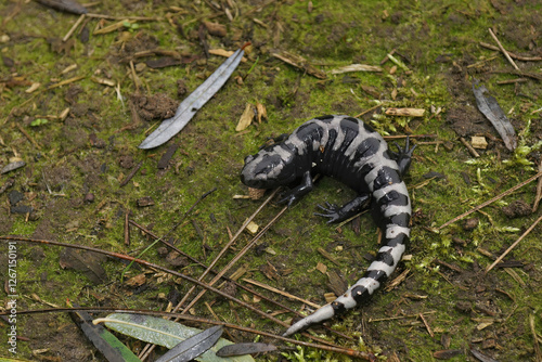 Closeup on an adult North-American marbled salamander , Ambystoma opacum photo