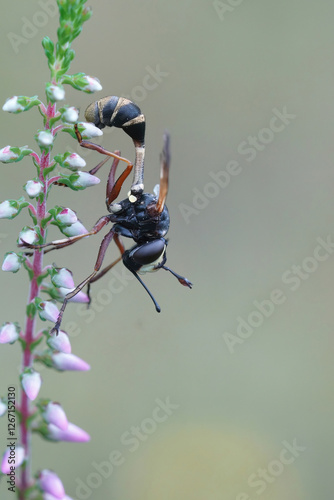 Closeup of the waisted beegrabber, Physocephala rufipes hanging on common heather photo