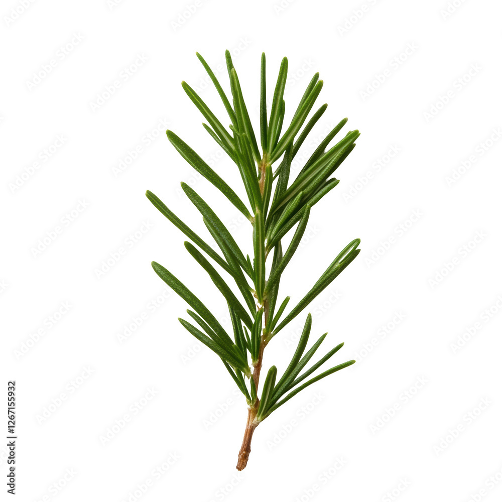 Fototapeta premium A thin green branch of a plant with a few leaves. The branch is long and slender, and the leaves are small and green